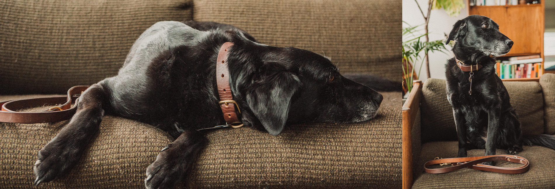 Canine Accessories